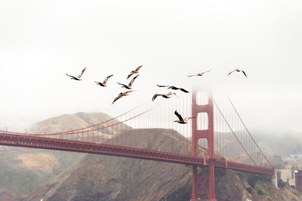 Website Migration